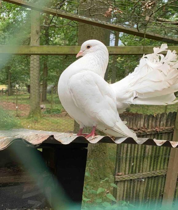 Maisonnette En Clairiere De Foret Gambais Zewnętrze zdjęcie