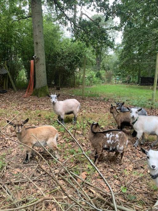 Maisonnette En Clairiere De Foret Gambais Zewnętrze zdjęcie