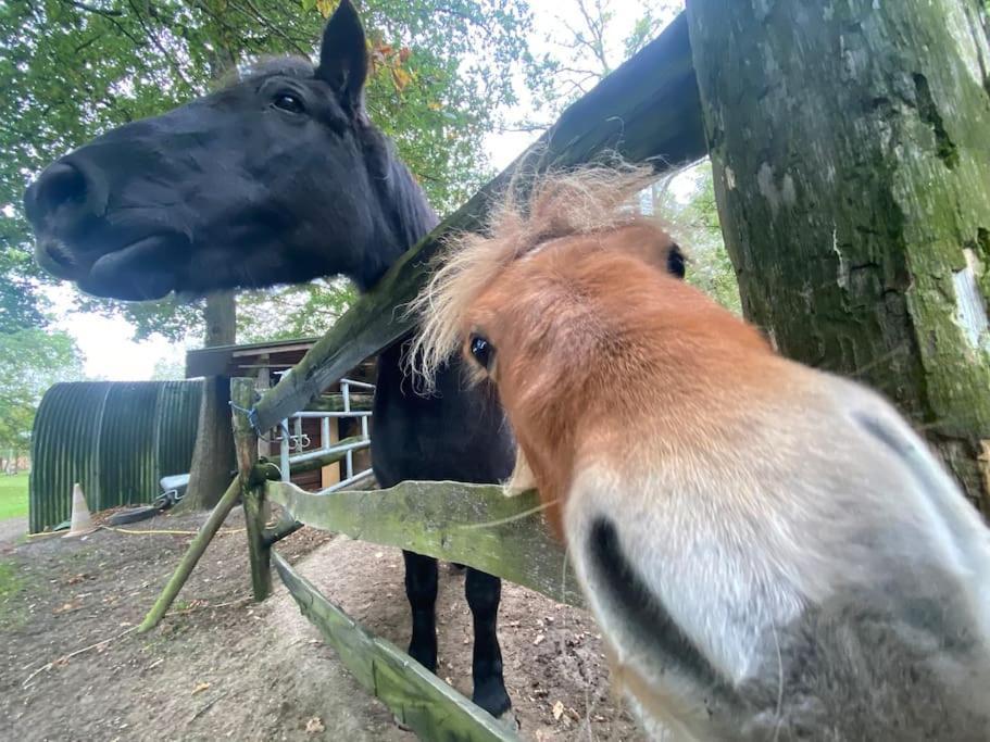 Maisonnette En Clairiere De Foret Gambais Zewnętrze zdjęcie