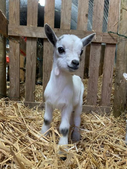 Maisonnette En Clairiere De Foret Gambais Zewnętrze zdjęcie