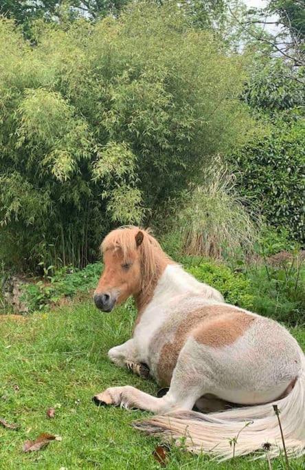 Maisonnette En Clairiere De Foret Gambais Zewnętrze zdjęcie